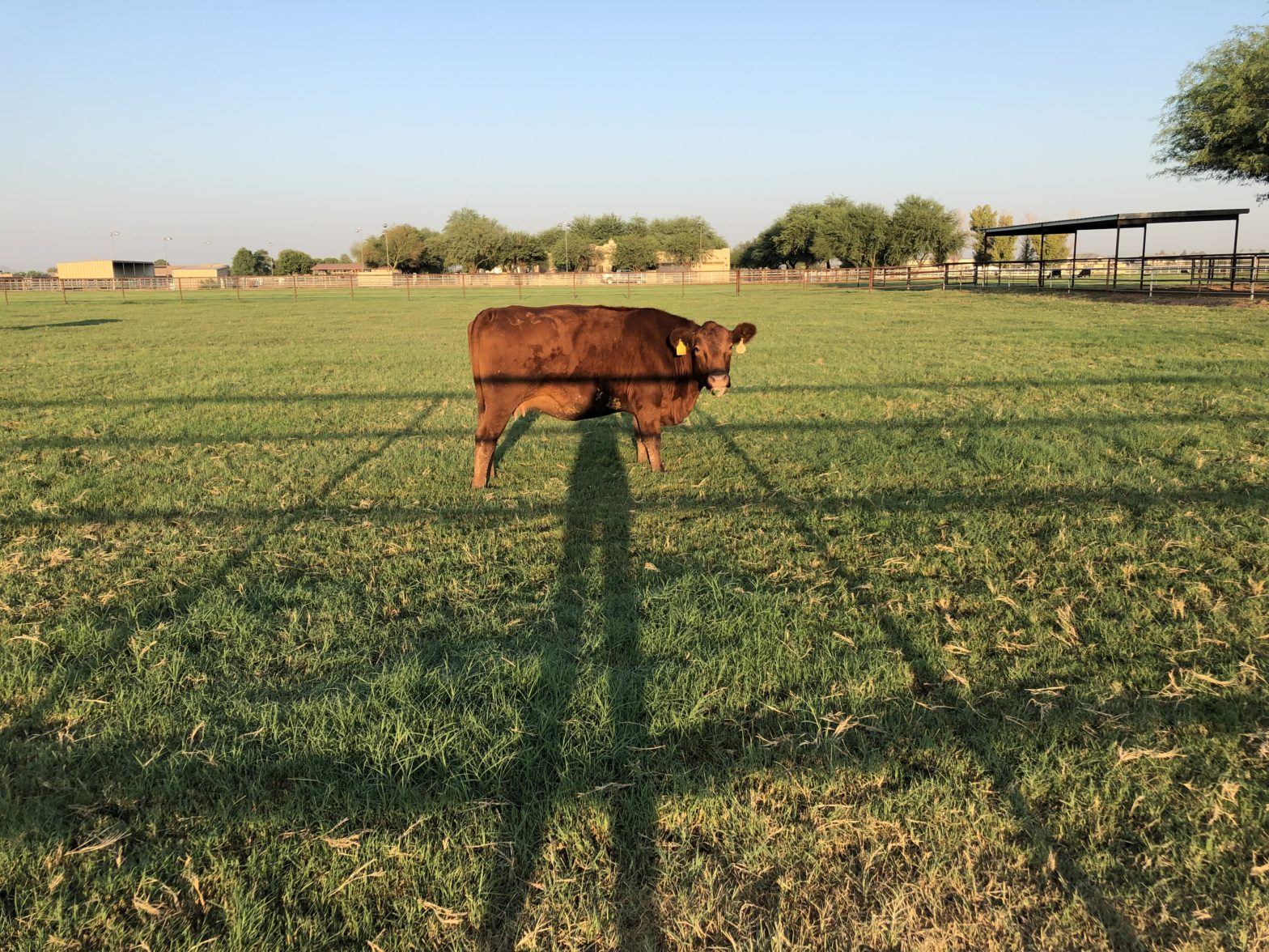 Registered Red Angus Cows