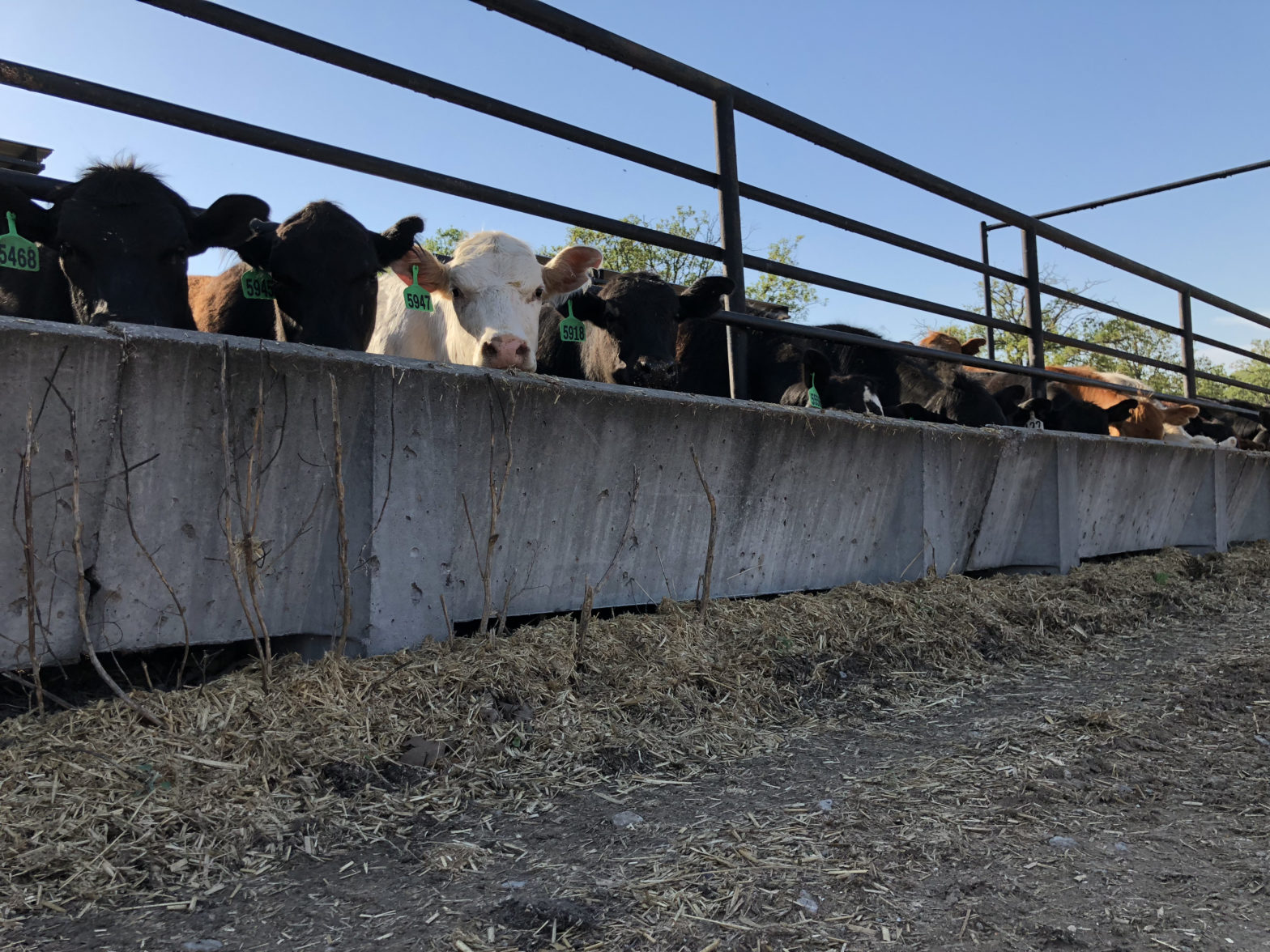 25 ton loads of livestock feed