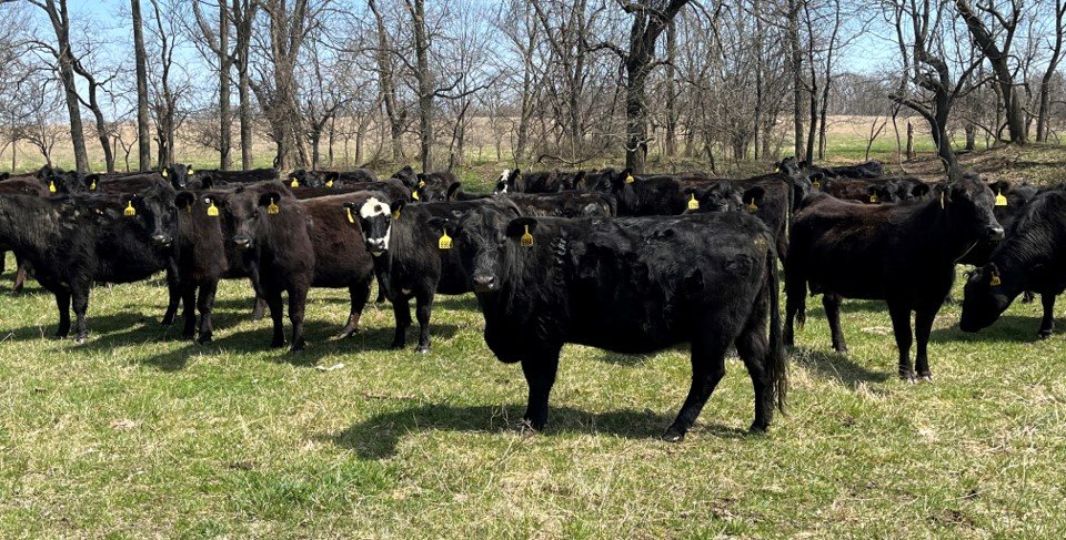30 Head of Black and Black Baldy Bred Cows