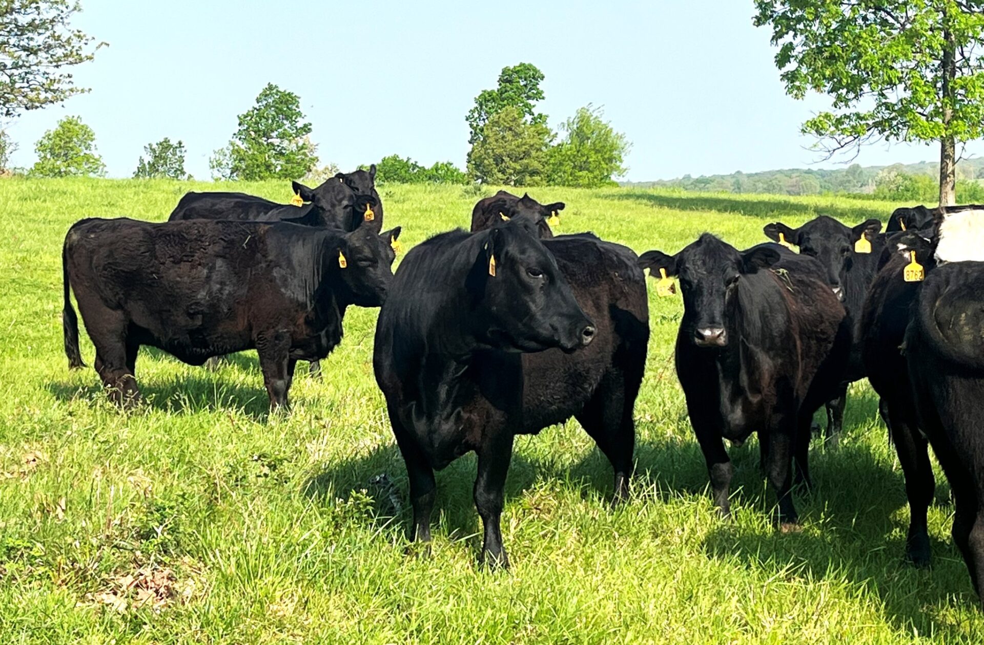 40 Head of Black and Black Baldy Bred Cows