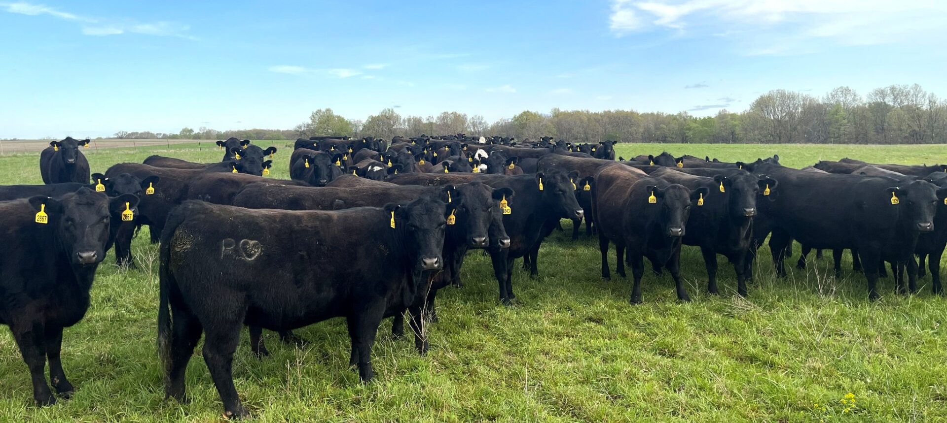 82 Head of Fancy Black and Black Baldy Bred Cows