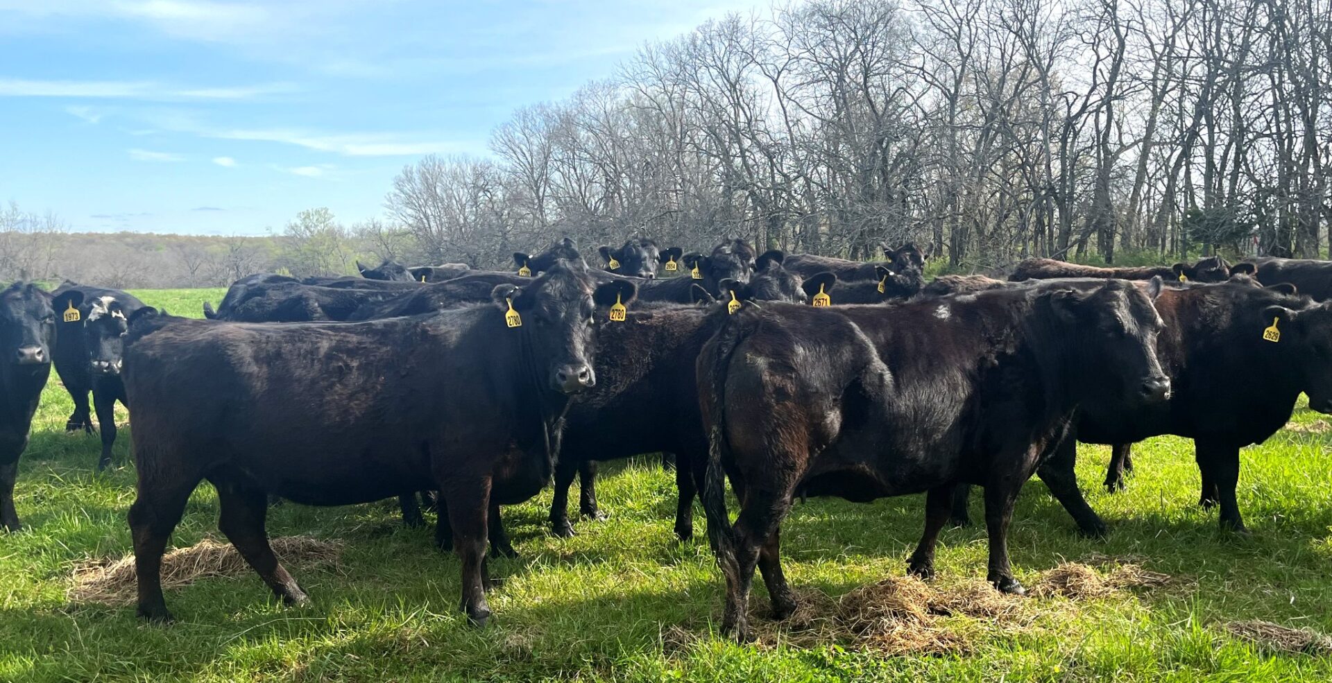 35 Head of Black and Black Baldy Cows