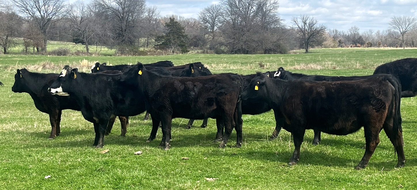 56 Head of Black and Black Baldy Bred Cows