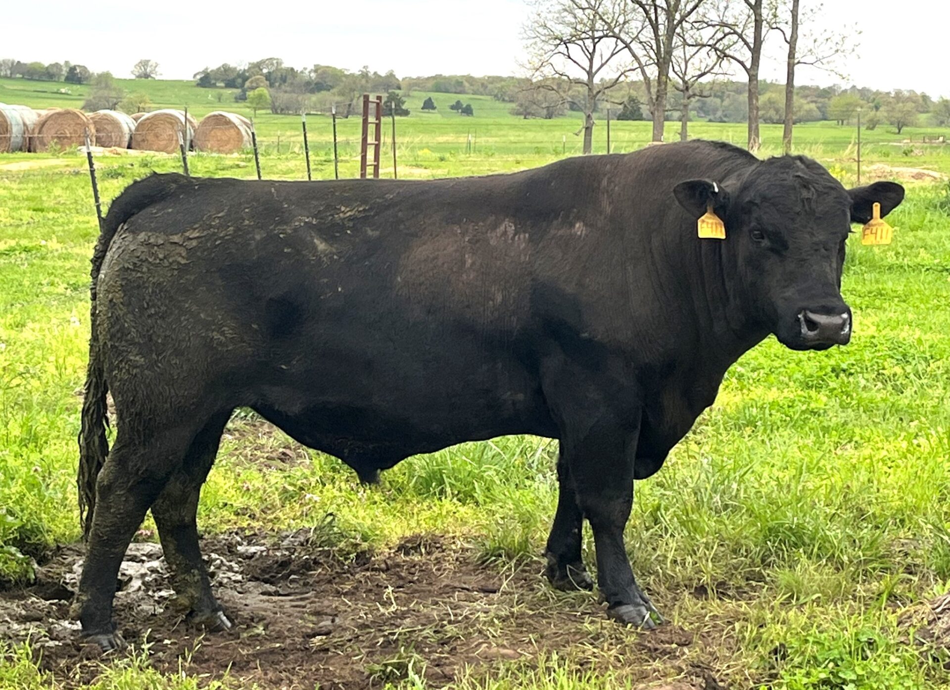 3 Year Old Registered Angus Bull