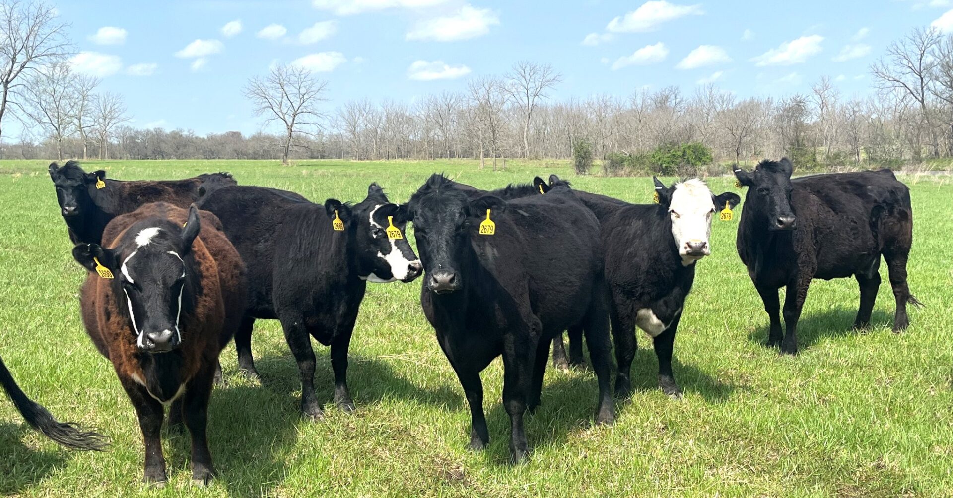25 Head of Black and Black Baldy Cows