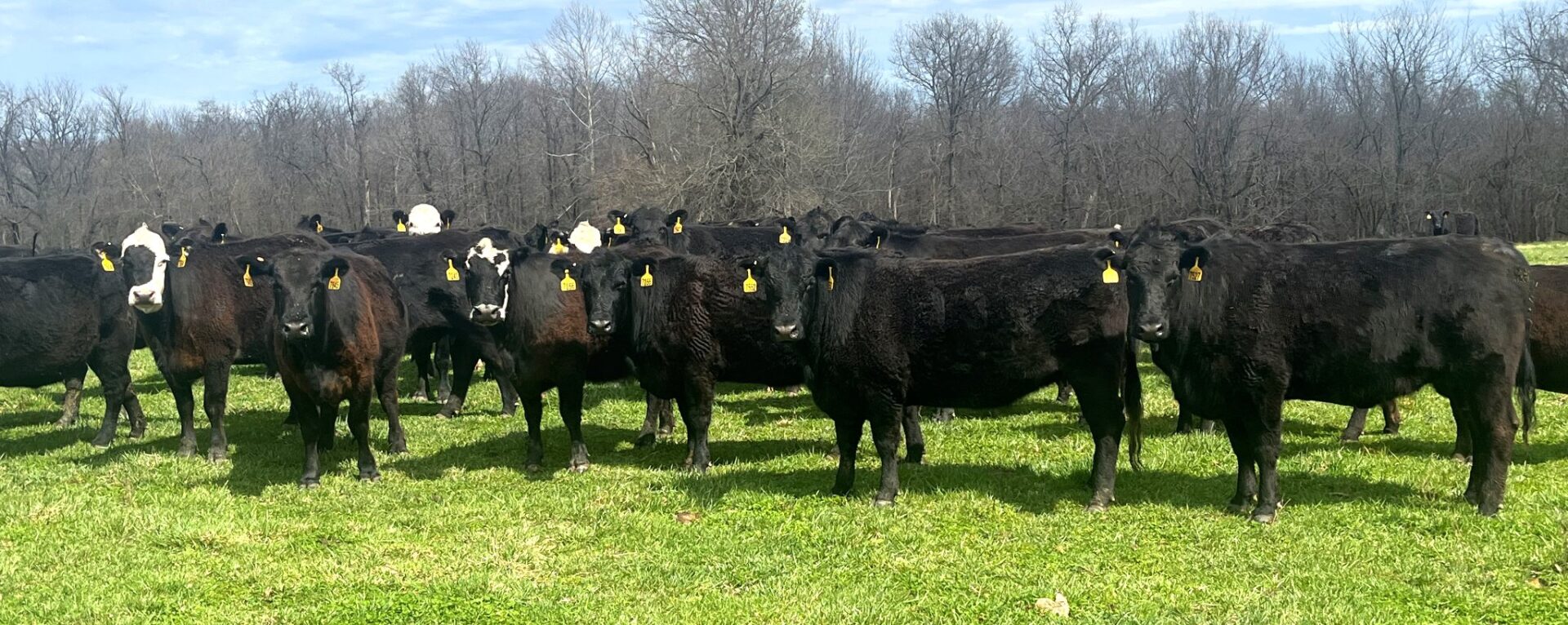 200 Head of Black and Black Baldy Bred Cows