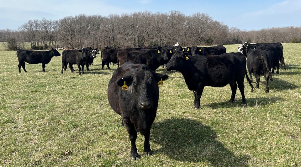 10 Head of Black and Black Baldy Bred Cows