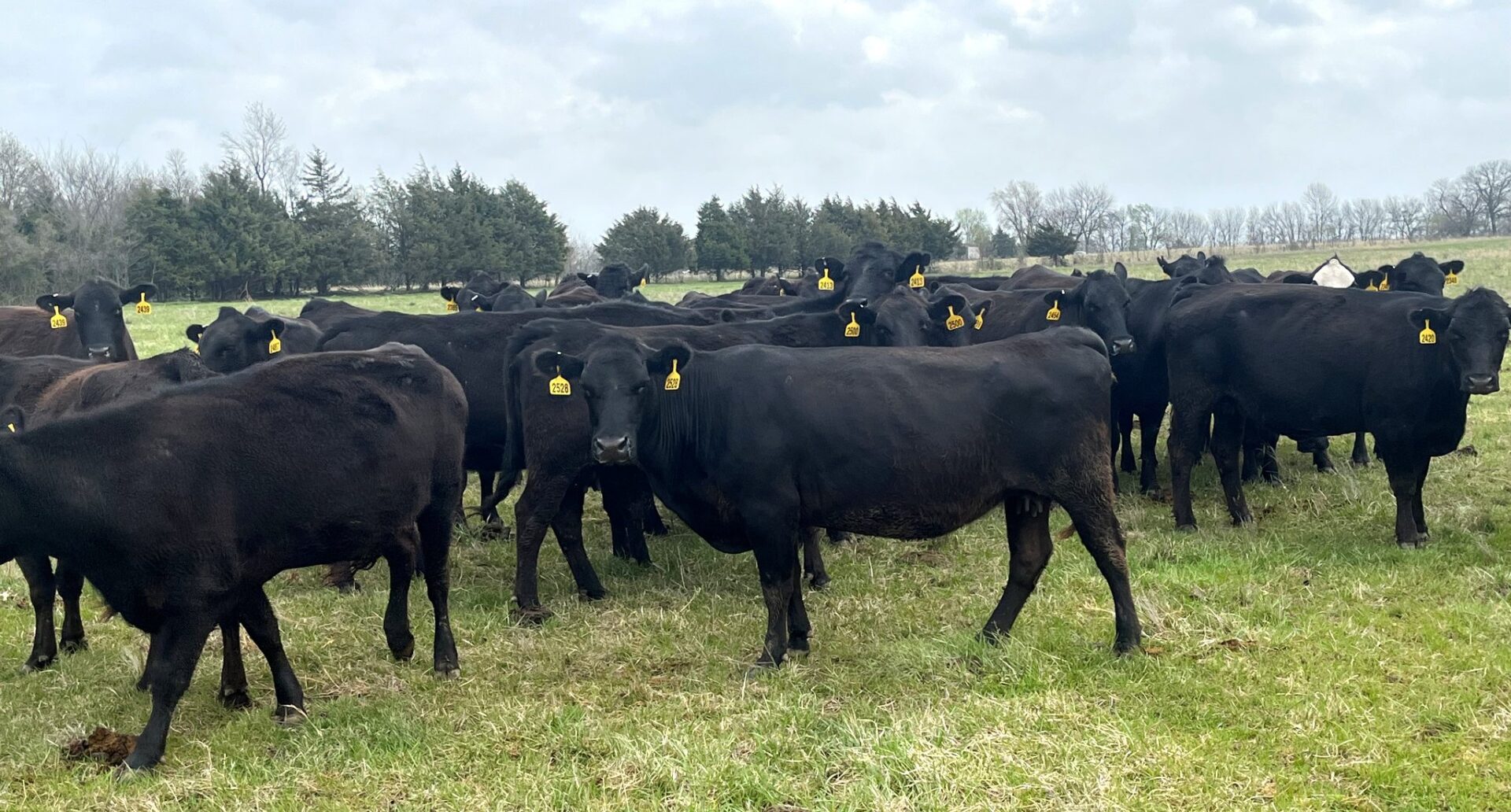 40 Head of Black and Blsck Baldy Bred Cows