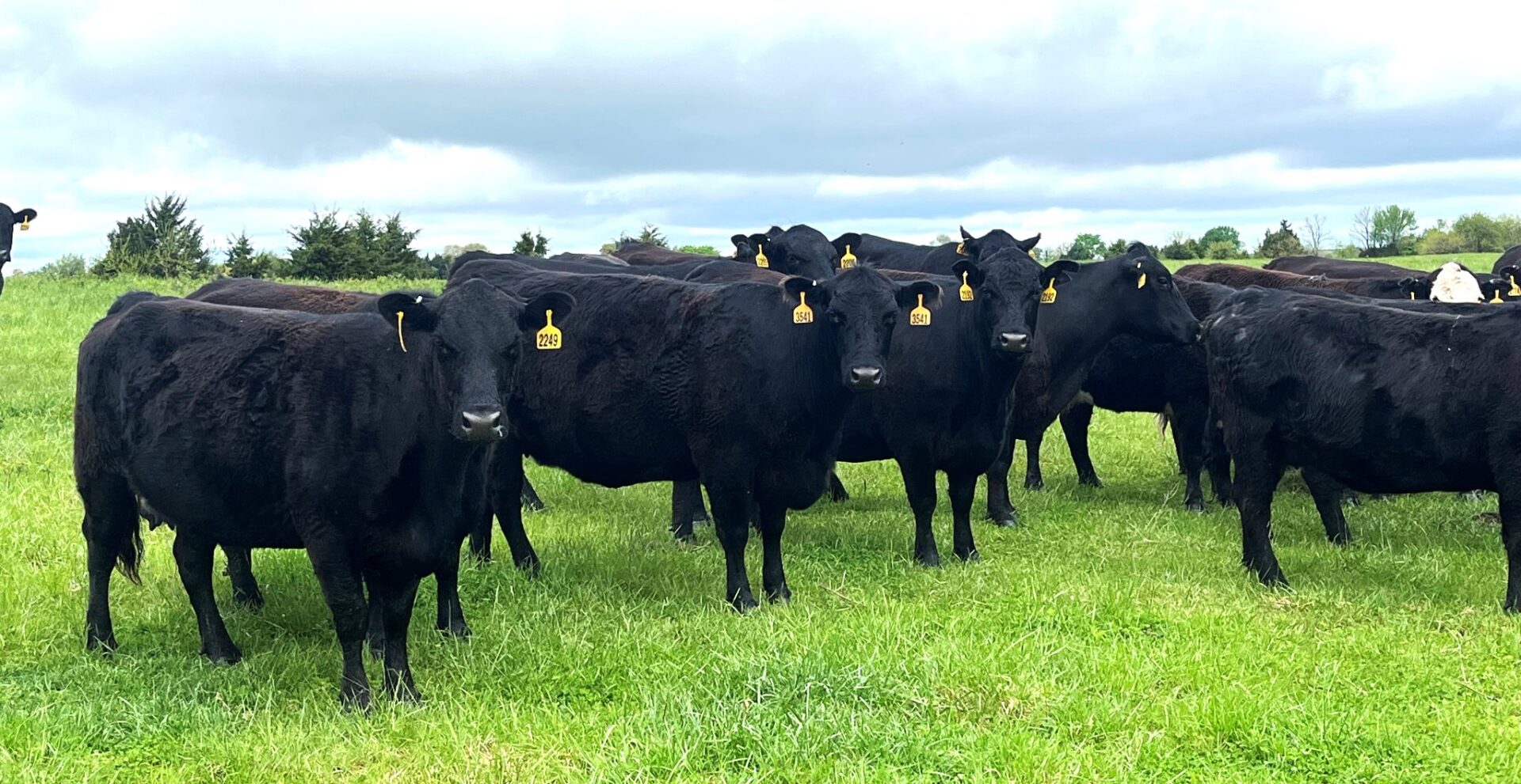 40 Head of Black and Black Baldy Bred Cows