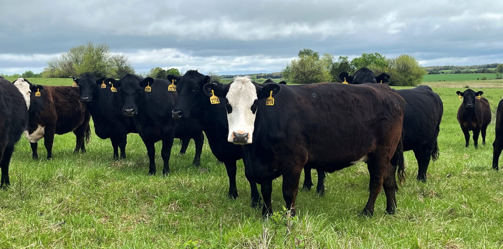 40 Head of Black and Black Baldy Bred Cows | National Ag Connections LLC