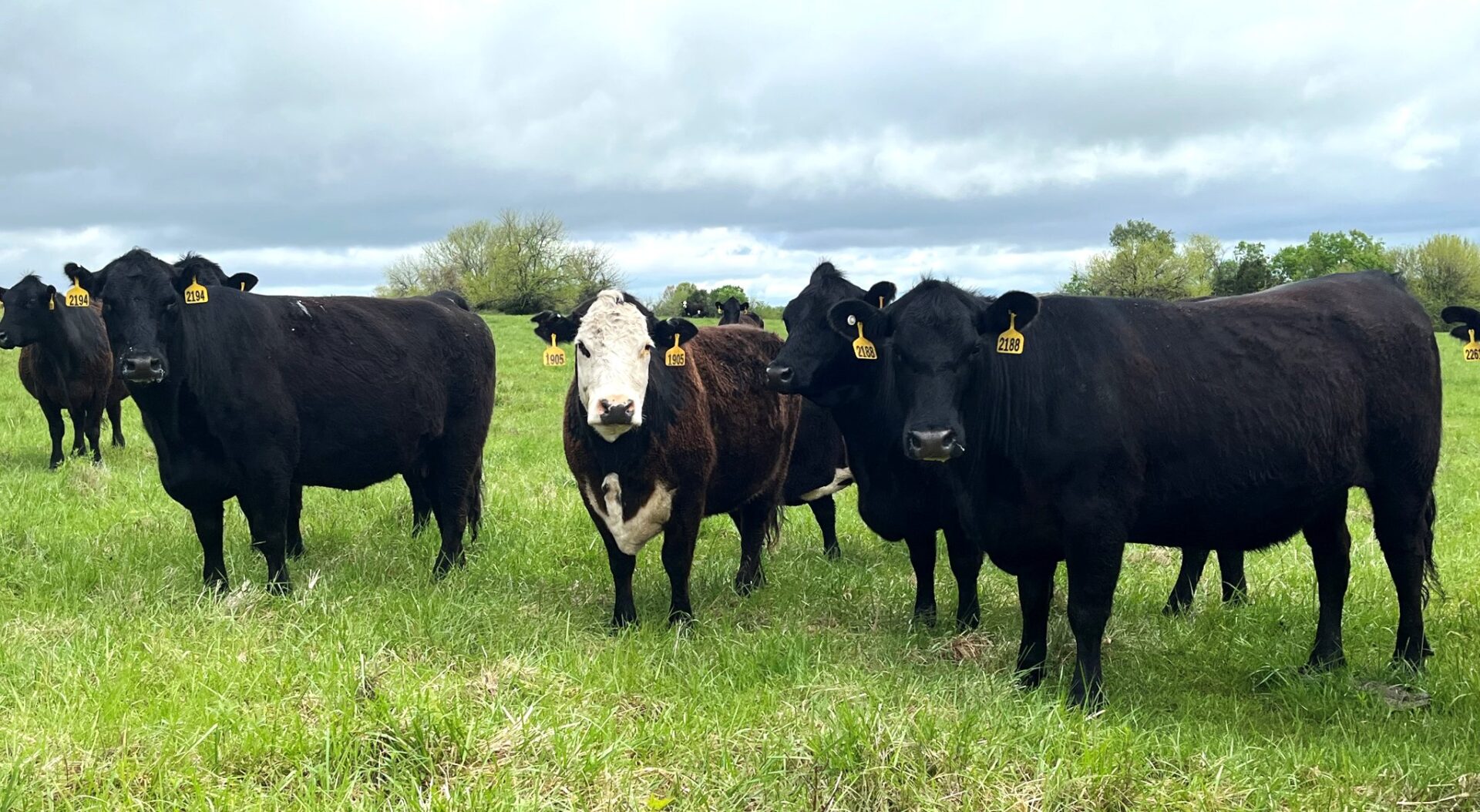 40 Head of Black and Black Baldy Bred Cows - National Ag Connections LLC