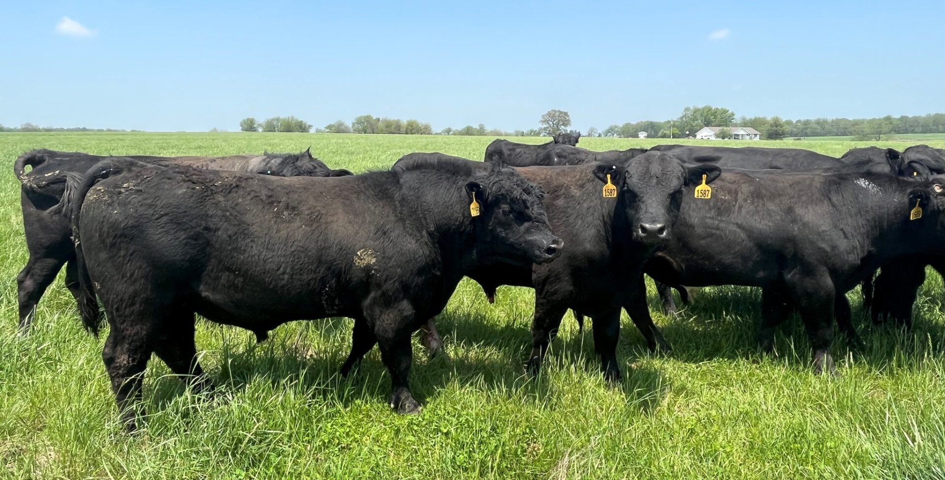 12 Head of Commercial Angus Bulls