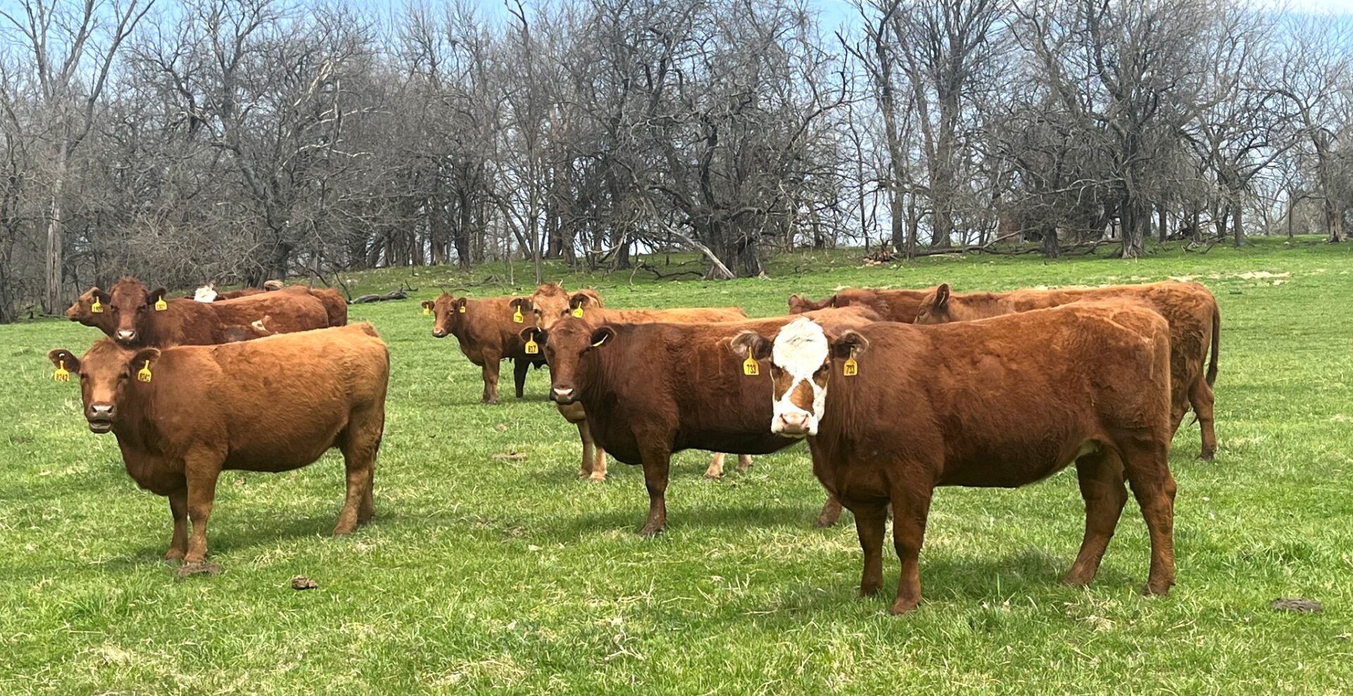 20 Head of Red and Red Baldy Bred Cows