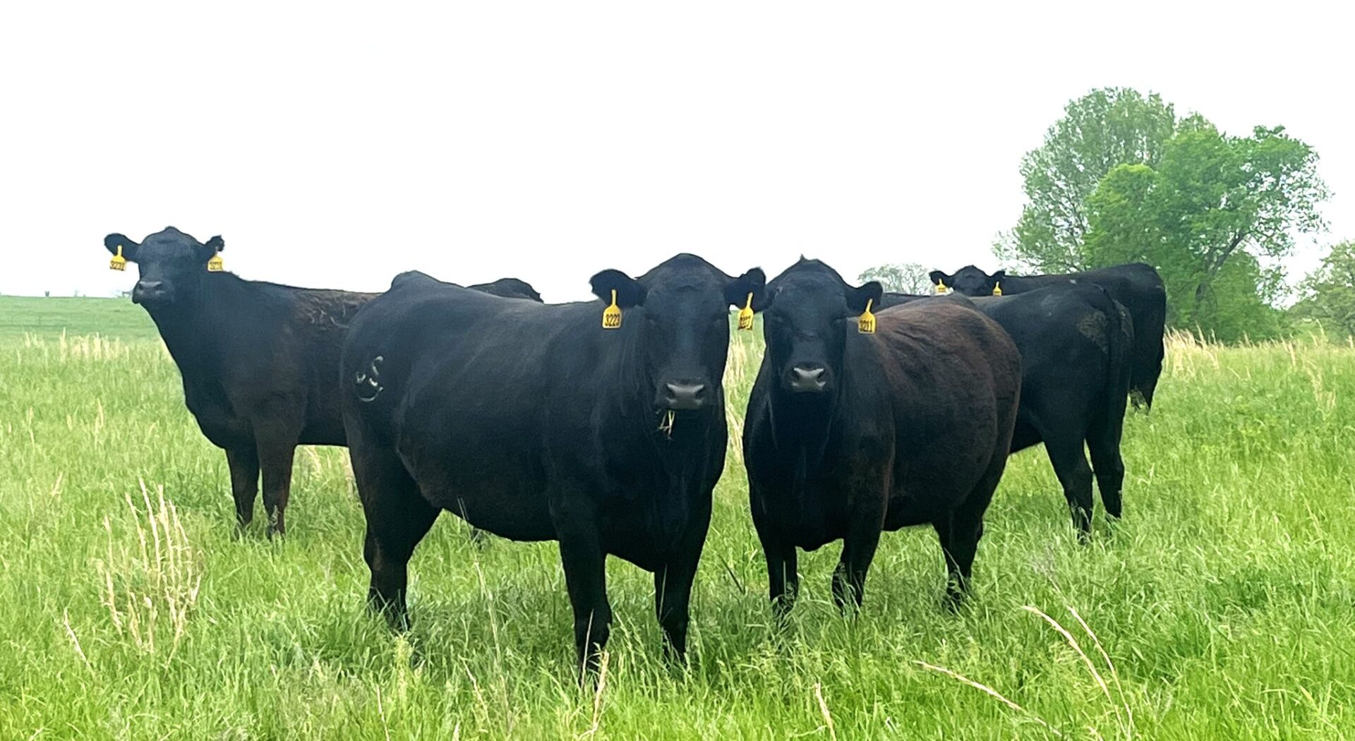 47 Head of Fancy Black Bred Cows
