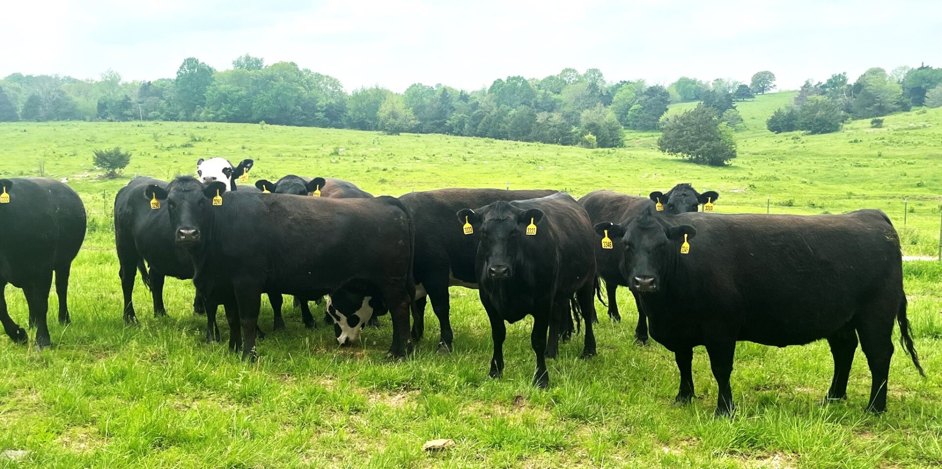 60 Head of Fancy Black and Black Baldy Bred Cows
