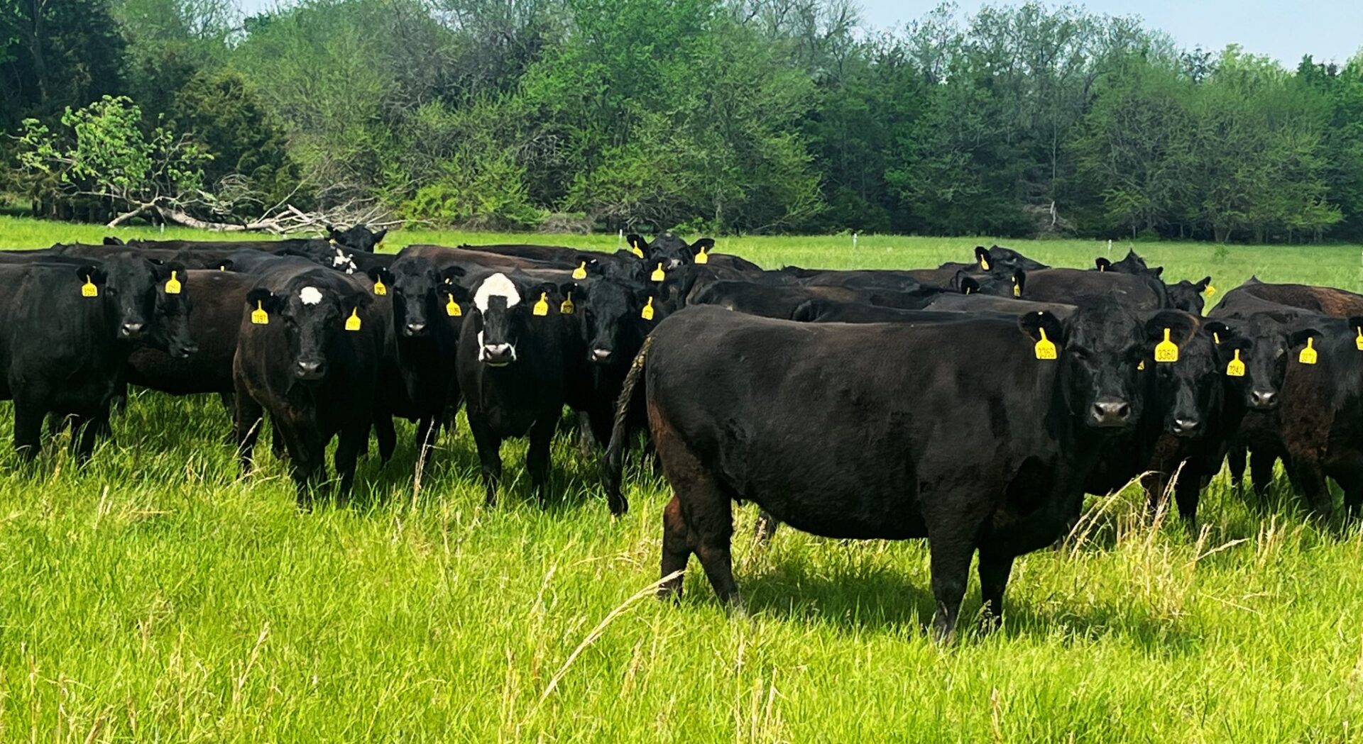 33 Head of Fancy Black and Black Baldy Bred Cows