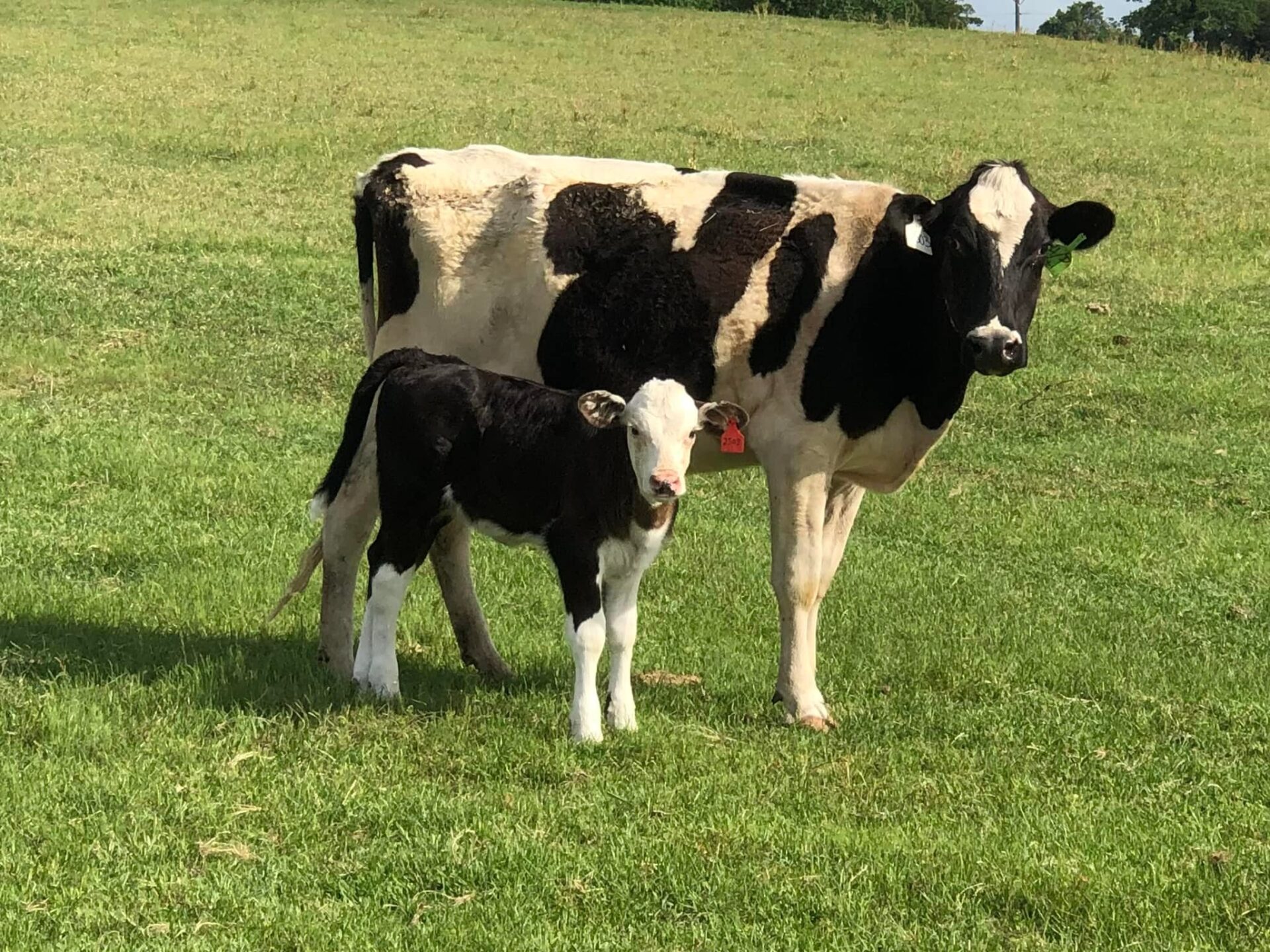 4 yr old Holstein and heifer calf