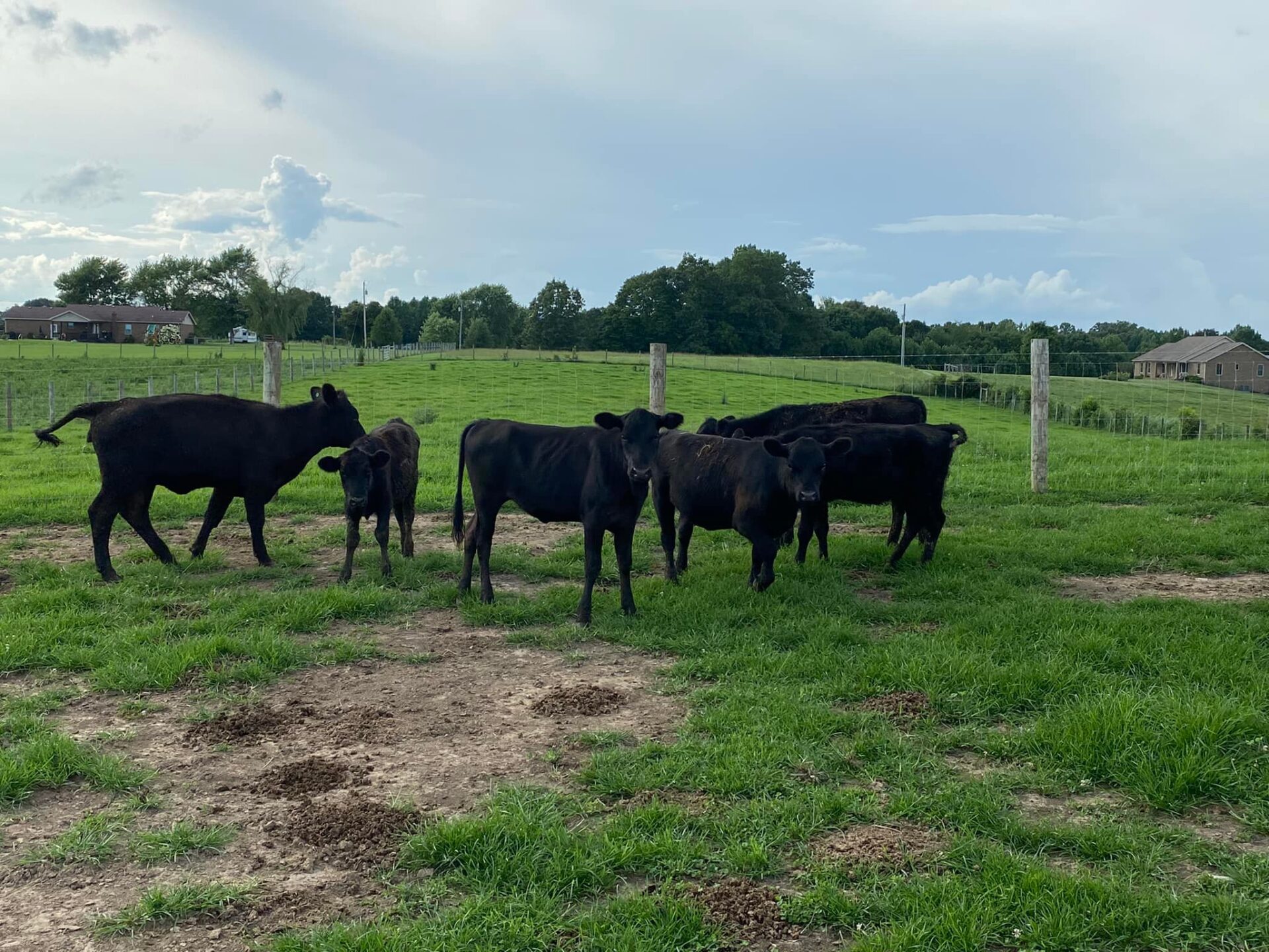 15 Weaned Feeder Calves