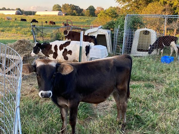 Holstein and Brown Swiss Calves