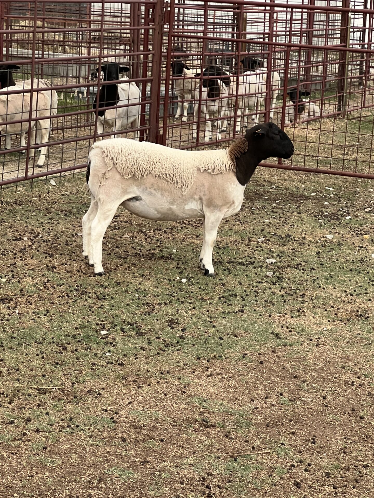 Spring 2023 Registered Dorper Ewe Lambs