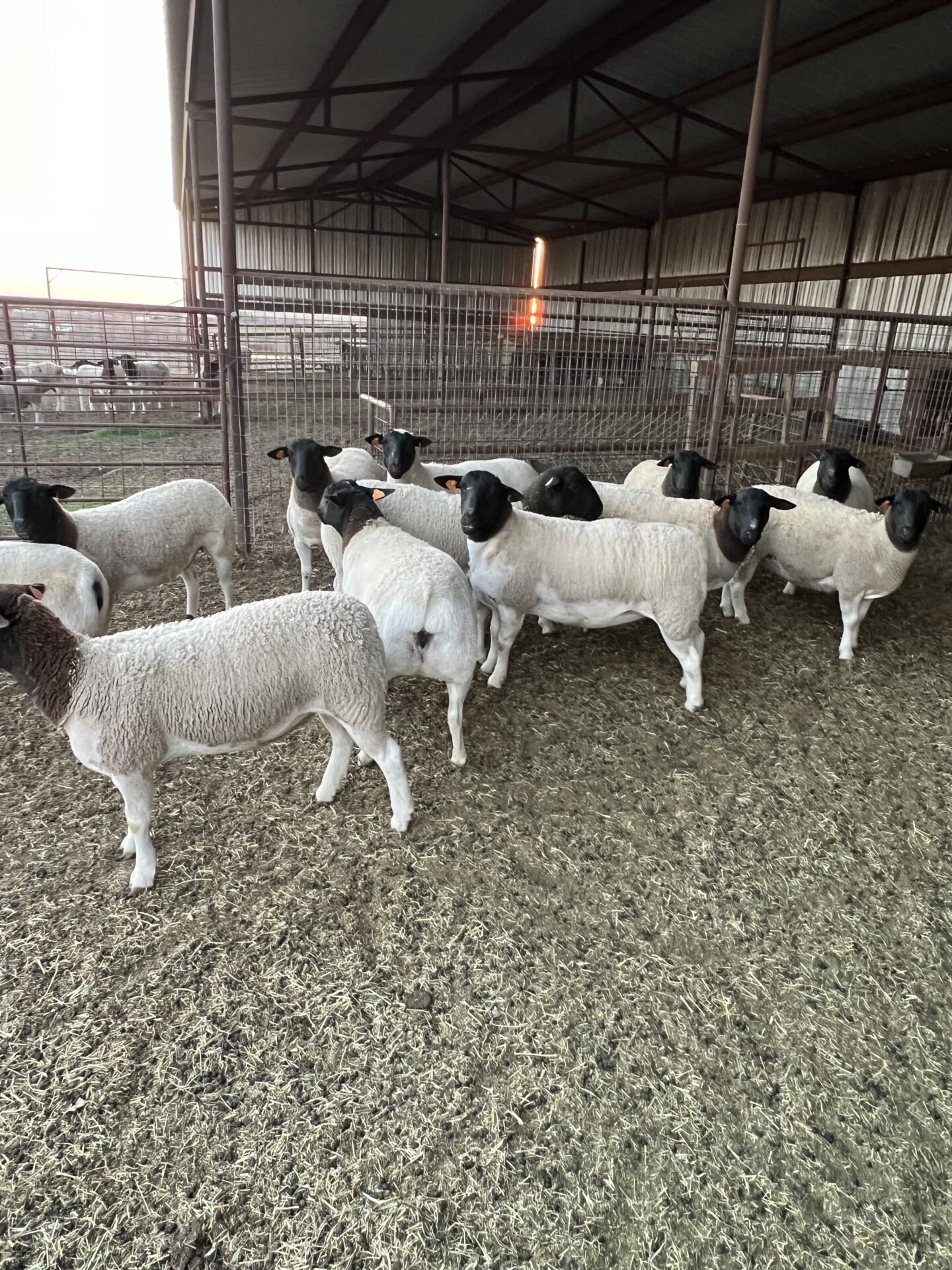 Top Shelf Dorper Ewe Lambs