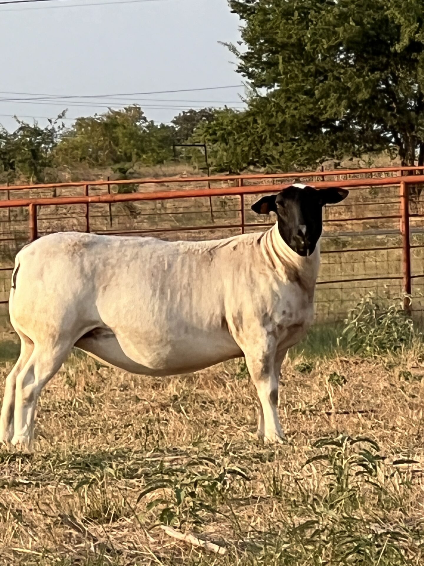 Registered Dorper Ewes